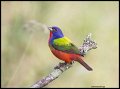 _2SB9251 painted bunting